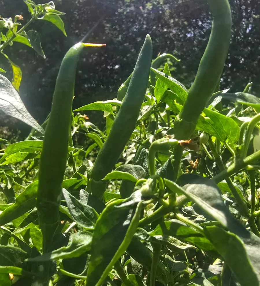 Long green chilli pods ripening on the plant