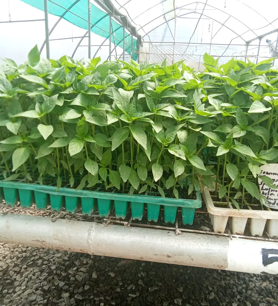 Chilli seedlings growing in a shade-net nursery
