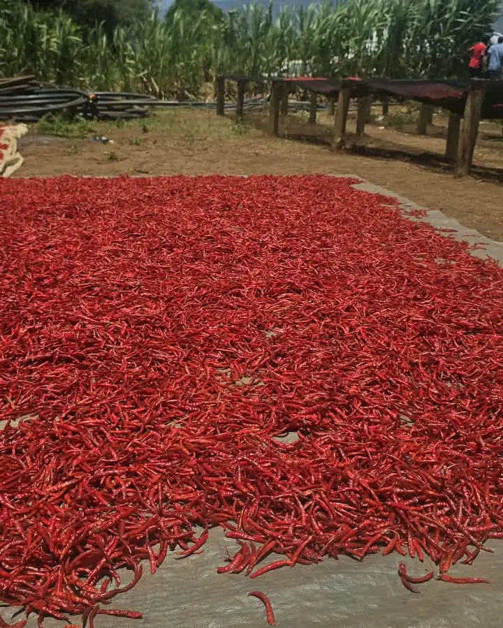 Drying and post-harvest handling