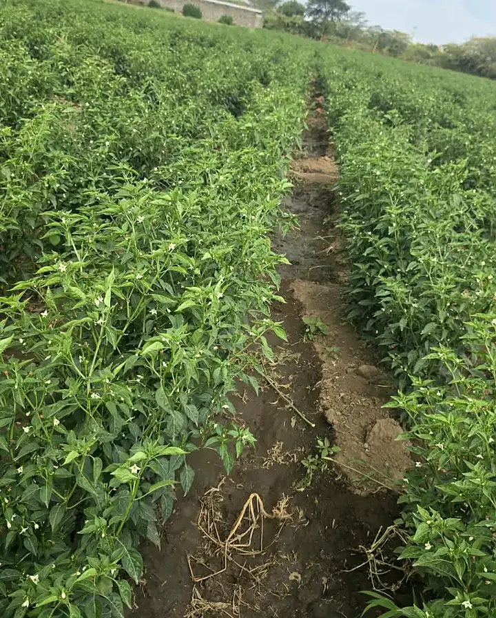 Crop establishment