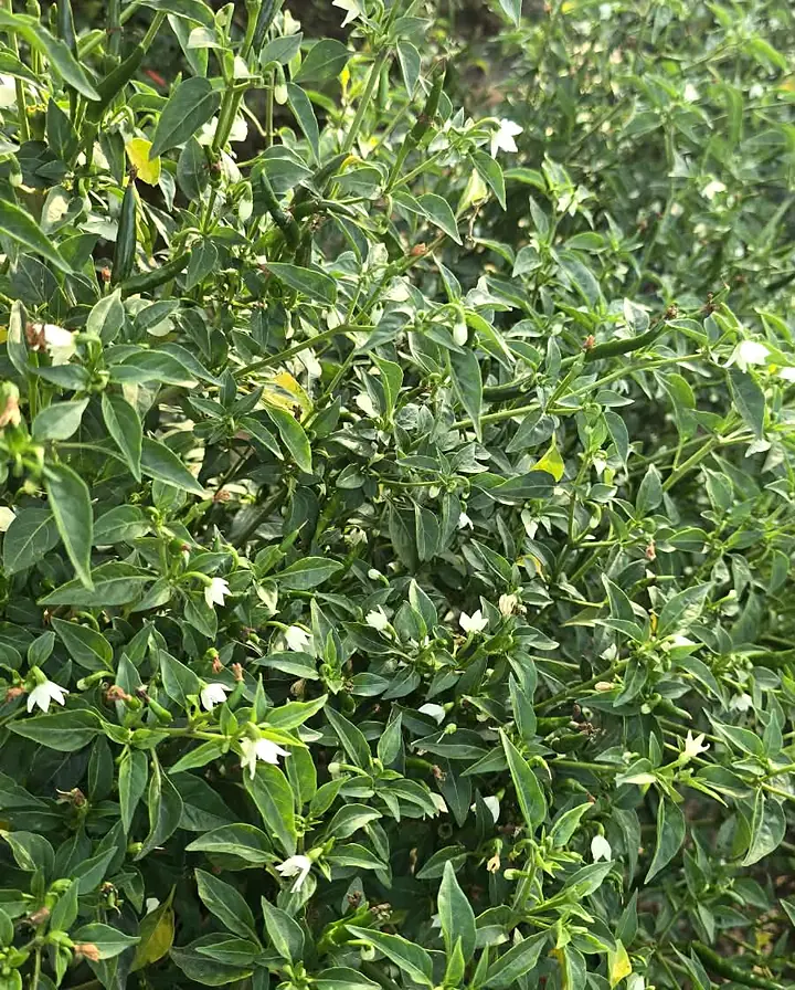 Flowering and crop monitoring