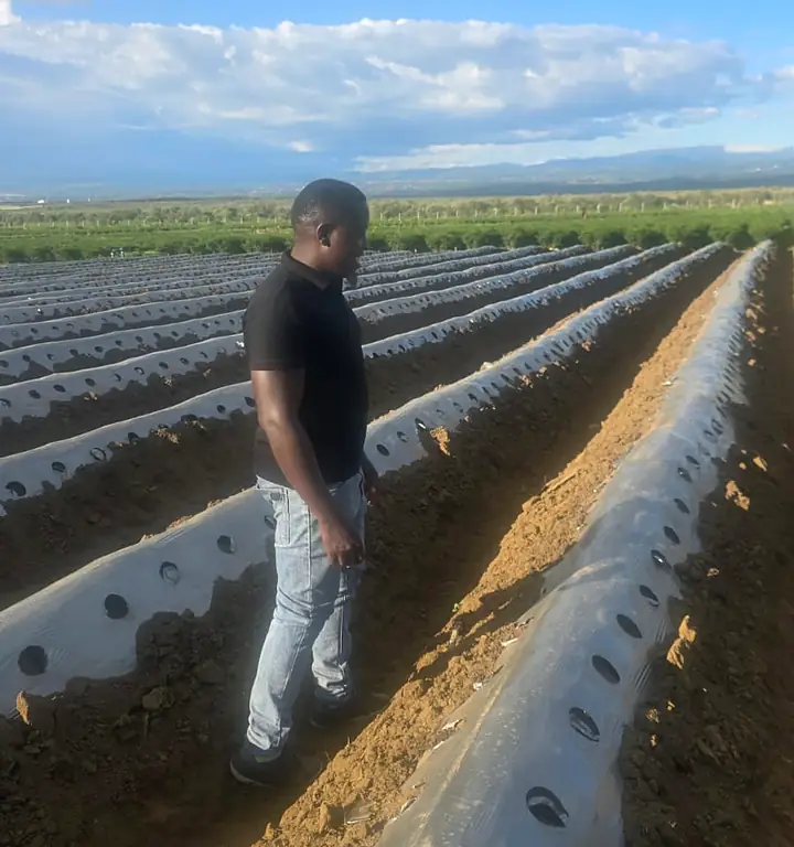 Land preparation, mulch and drip irrigation