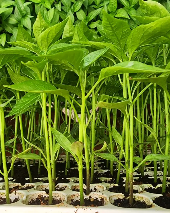 Nursery management