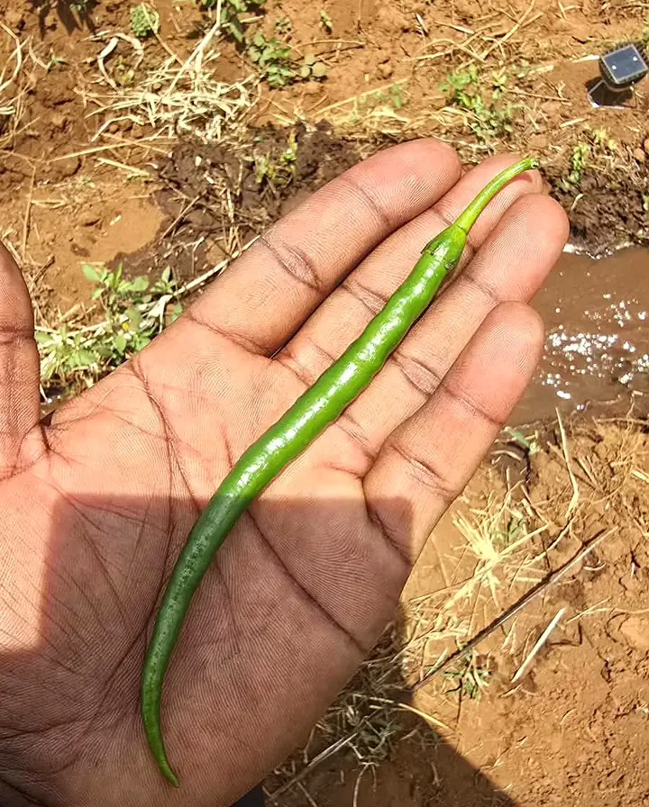 Quality from the field