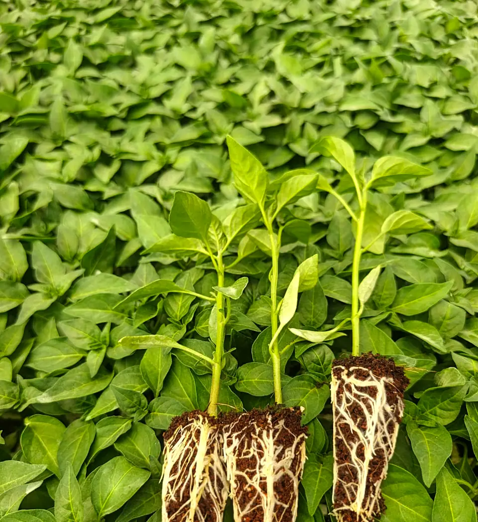 Chilli seedlings with well-developed roots ready for transplanting
