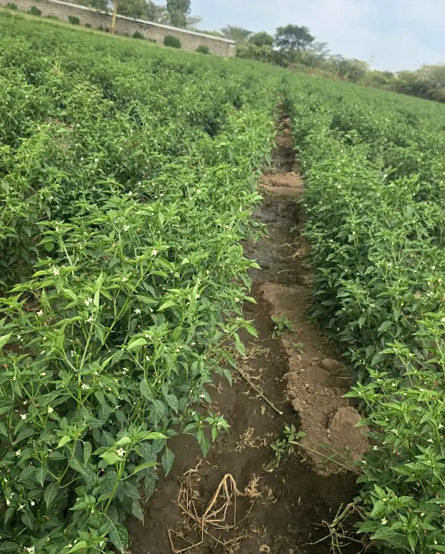 Rows of chilli plants stretching across a RonaGrow field
