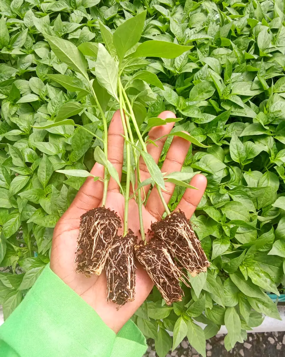 Healthy chilli seedlings with strong root plugs held in a hand