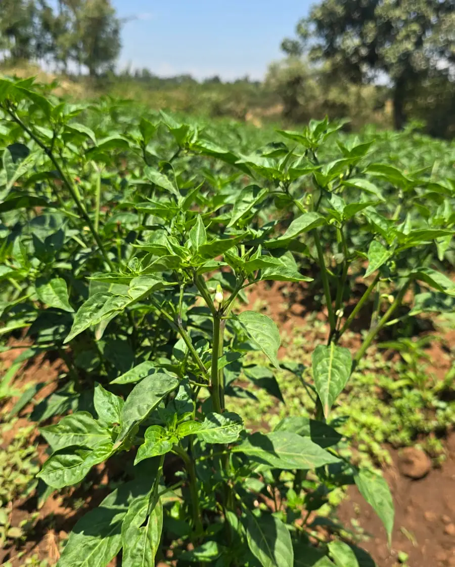 Chilli plants growing in red soil under a blue sky