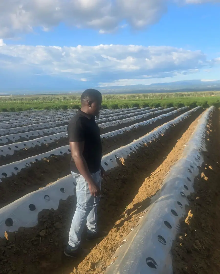 RonaGrow team member walking prepared beds with mulch and drip lines