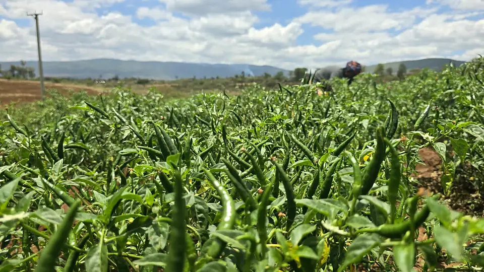 Commercial chilli crop in a RonaGrow field with hills on the horizon
