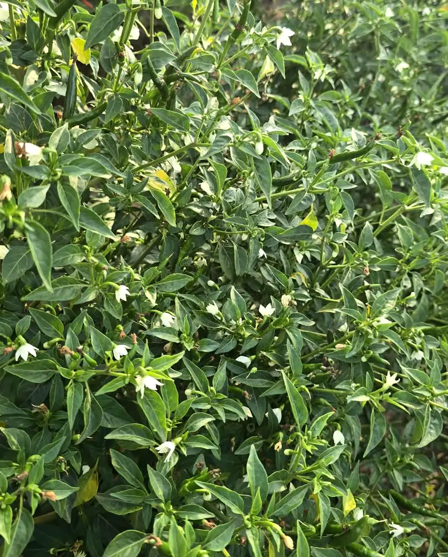 Chilli plants in flower
