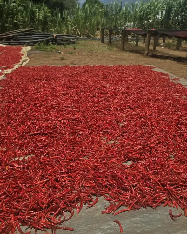 Red chilli spread out to dry in the sun