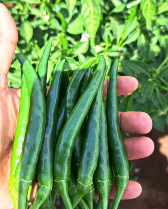 A handful of freshly harvested green chilli