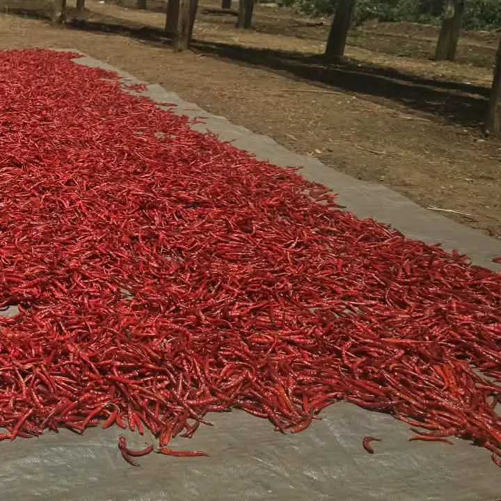 Dried red chilli