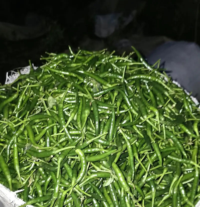 Fresh chilli in bulk