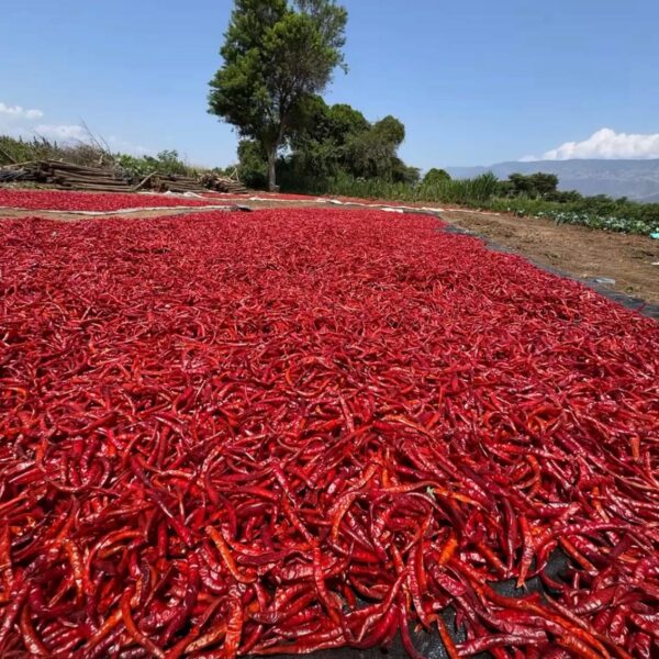 Dried Chilli – Bird's Eye