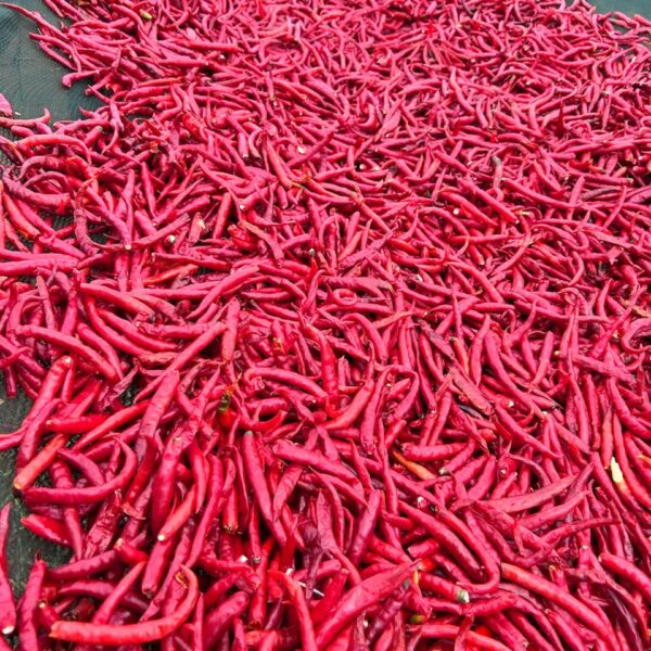 Dried Chilli – Long Cayenne