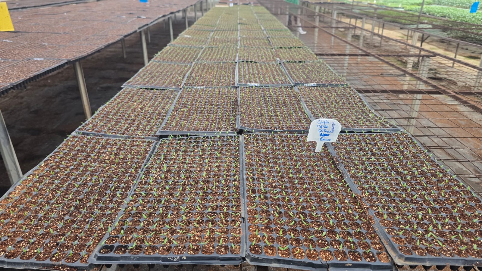 Chilli Seedling - Image 2