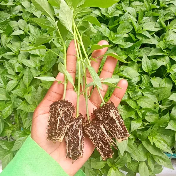 Seedlings