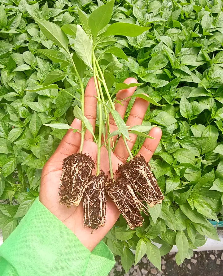 Seedlings