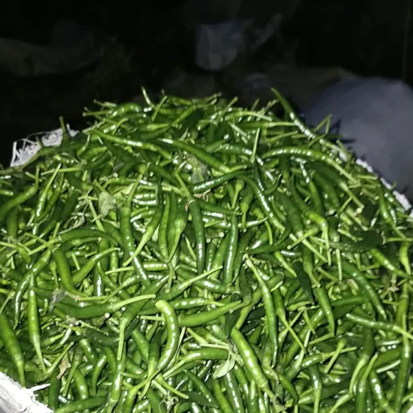 Fresh green chilli packed in a sack