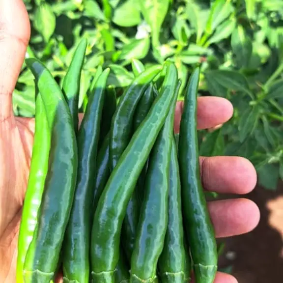 Fresh green chilli
